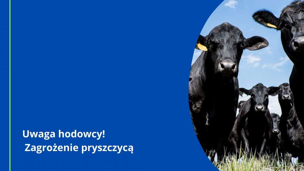 Pryszczyca - uwaga hodowcy!