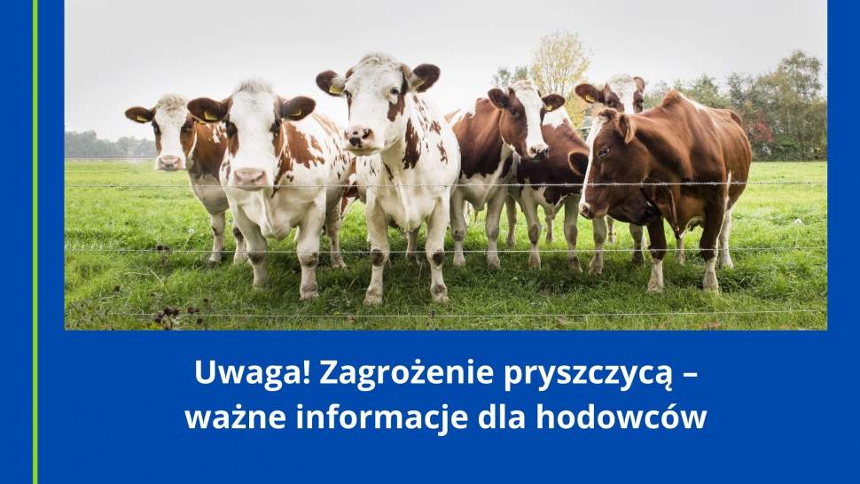 Uwaga! Zagrożenie pryszczycą – ważne informacje dla hodowców