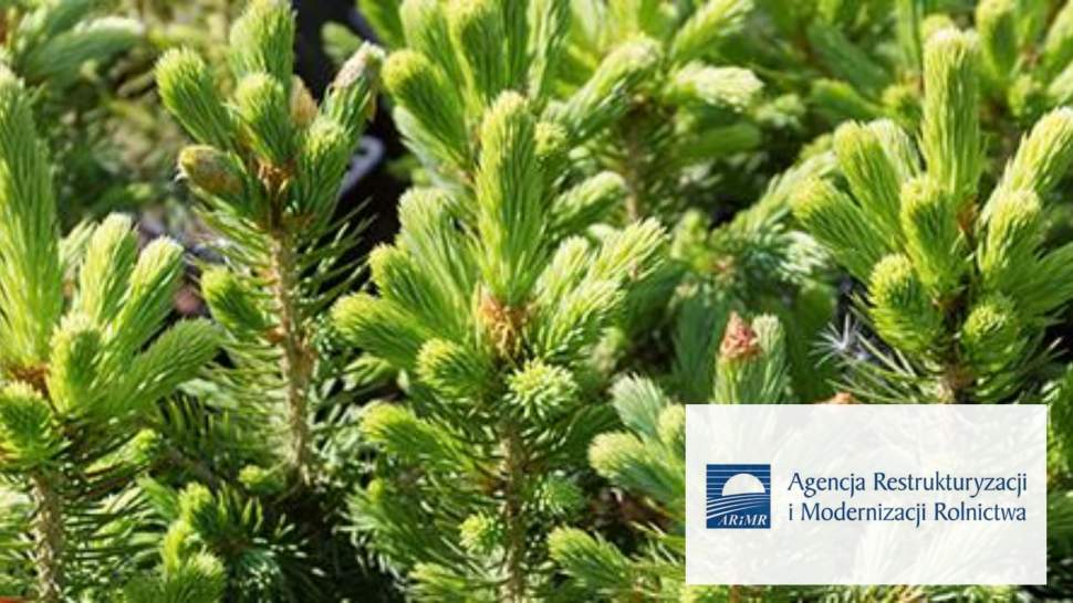 Prywatny las z dotacją