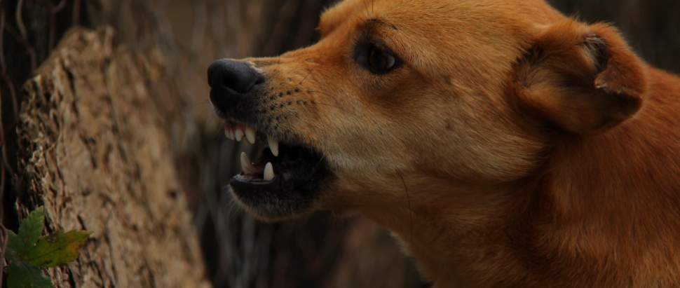 Obowiązek szczepień